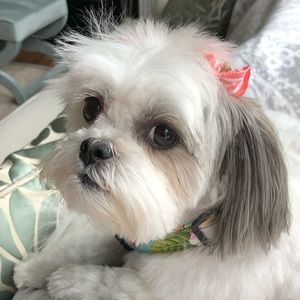 Meet your Posher, Susan